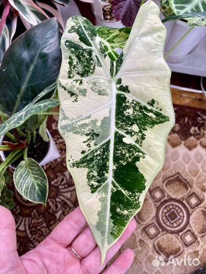 Алоказия фрайдек вариегатная