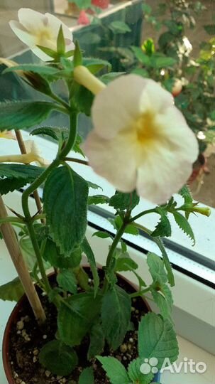 Ахименессы