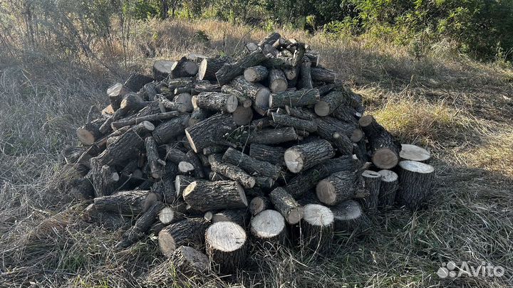 Дрова в пеньках, клен