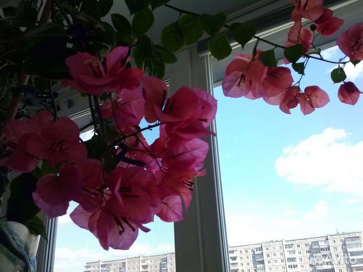 Буненвиллея