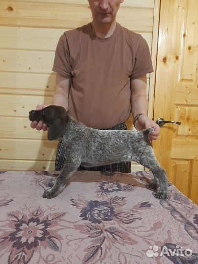 Щенки курцхаара