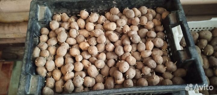 Картофель семенной, кабачки на корм
