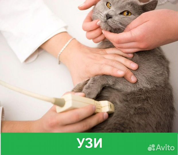 Ветеринарный врач с выездом на дом. Круглосуточно