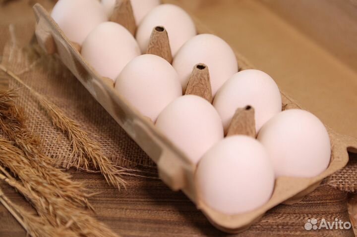 Яйца домашние куринные, перепелиные