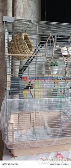 Зебровые амадины