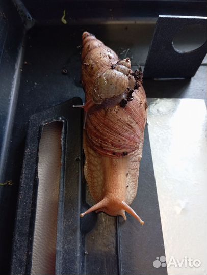 Улитки ахатины