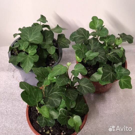 Комнатный плющ Хедера вариегатный