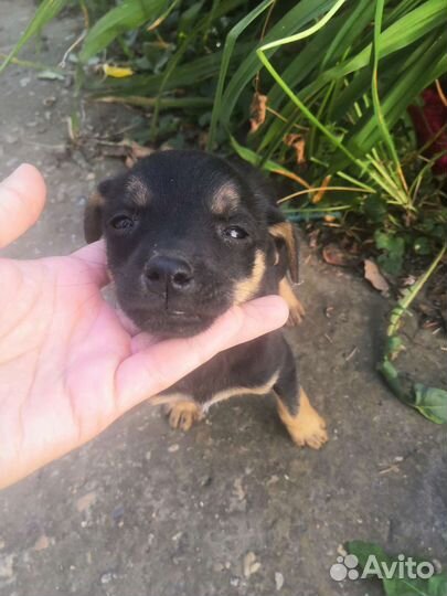 Маленькая собака