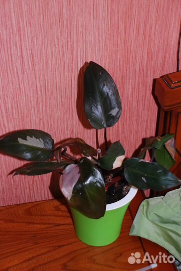 Комнатные сортовые цветы