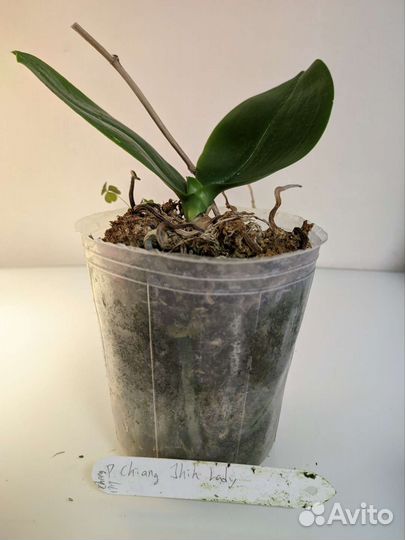 Орхидея фаленопсис Chiang Jhih Lady 3.5