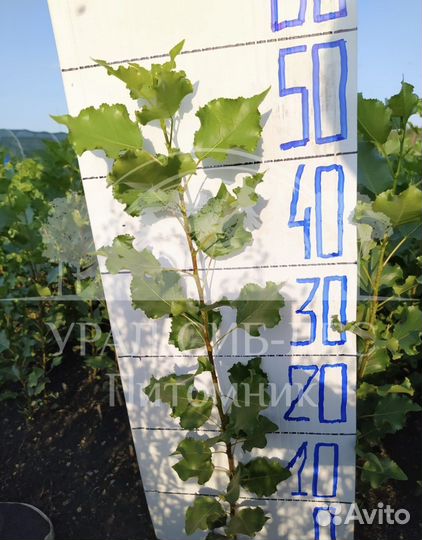 Тополь пирамидальный саженцы черенки без пуха