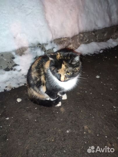 Кошка 10 месяцев