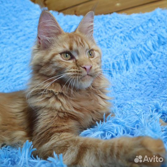 Девочка Mercedes