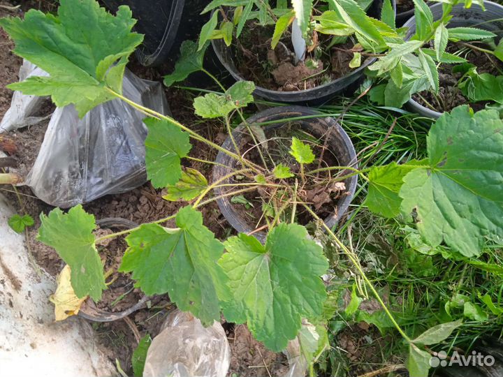 Дармера, гейхера, брунера