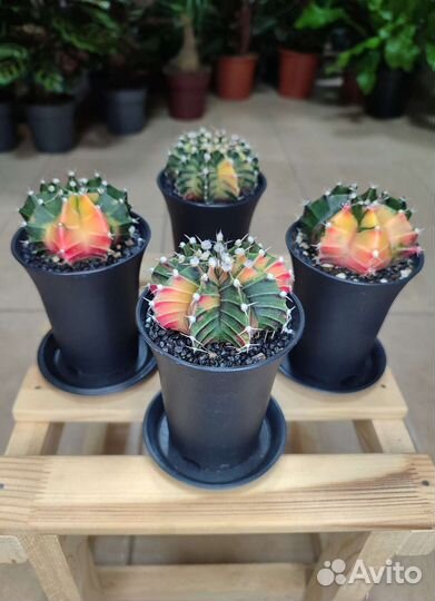 Гимнокалициум вариегатный