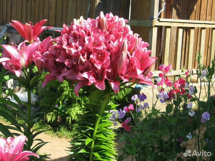 Лилия дерево от гибриды