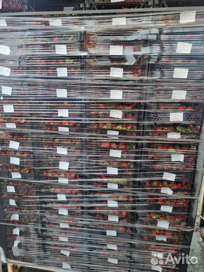 Клубника свежая