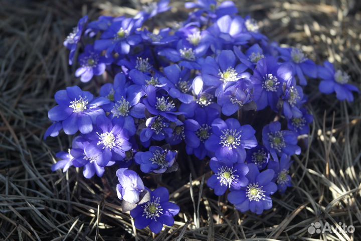 Печёночница