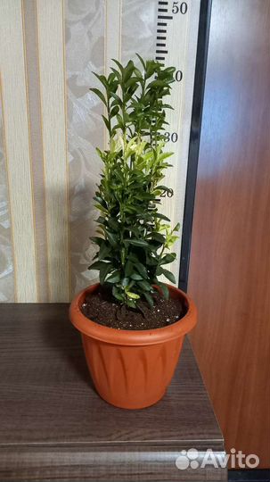 Бересклет Blanca