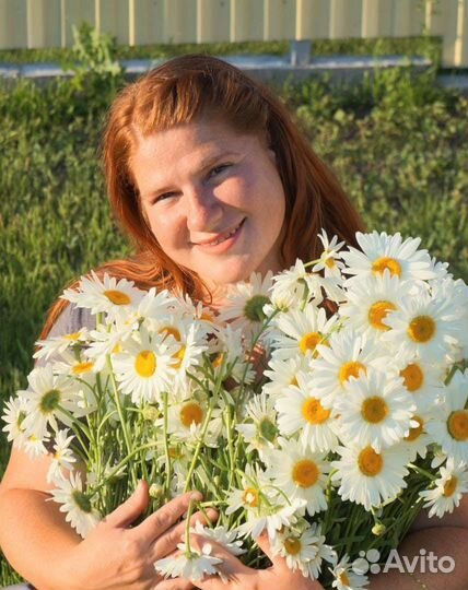 Ромашка садовая