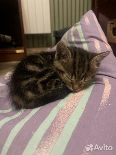 Котенок в добрые руки