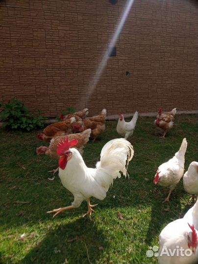 Инкубационное яйцо Леггорн