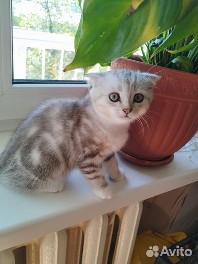 Котёнок вислоухий британец - 2 мес