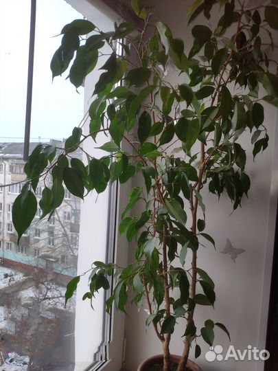Фикус Бенджамина