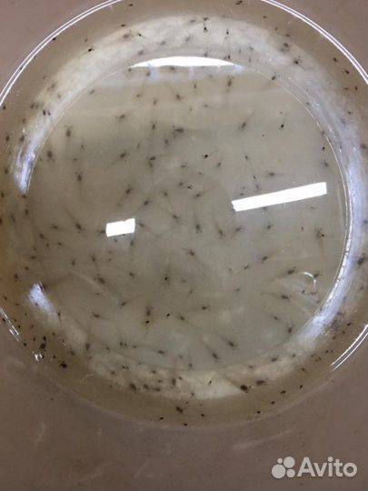 Креветки Розенберга Макробрахиум