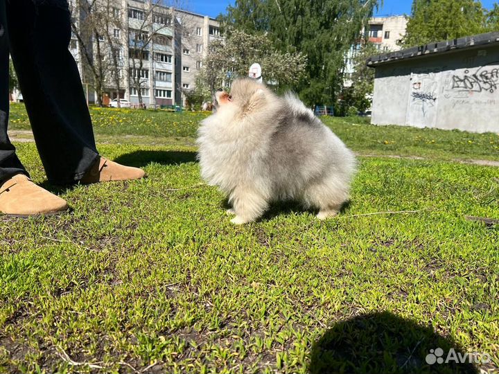 Шикарный щенок в типе мишка