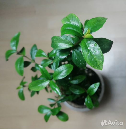 Мирт вариегатный