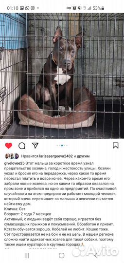 Собака в добрые руки