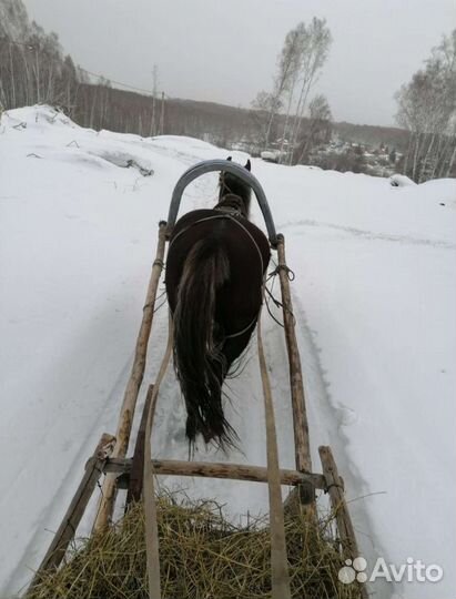 Кобыла иноходка