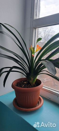 Кливия красная