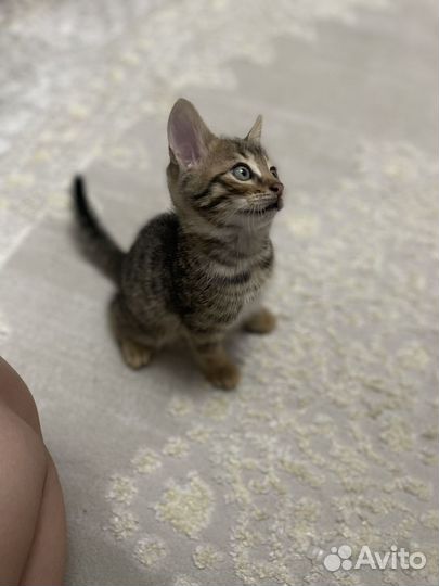 Бенгальские котята