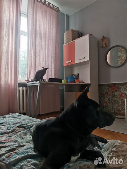 Метис девочка 1 год