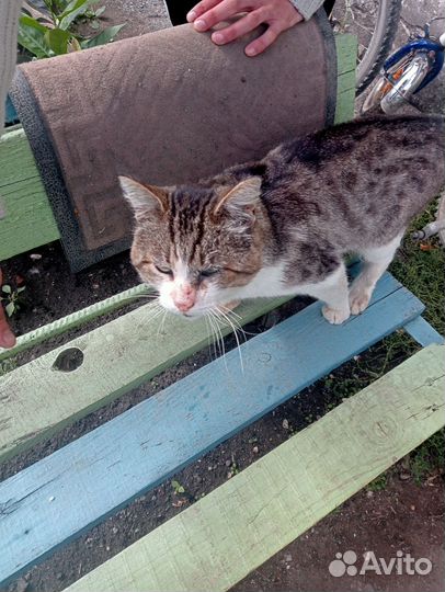 В добрые руки