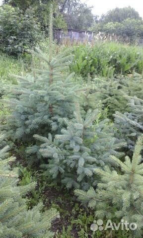 Ель голубая