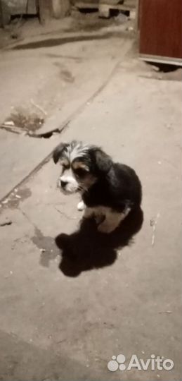 Щенки маленькой породы