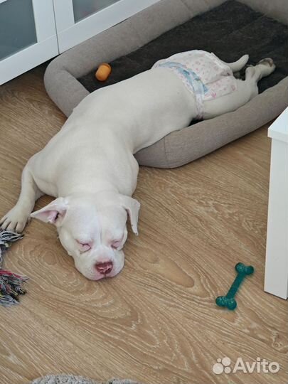 Передержка собак, выгул собак