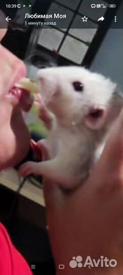 Крыса Дамбо хаски крысята