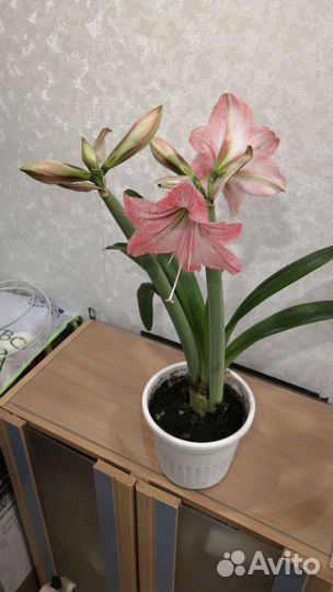 Гиппеаструм амариллис