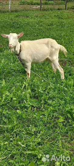Коза дойная