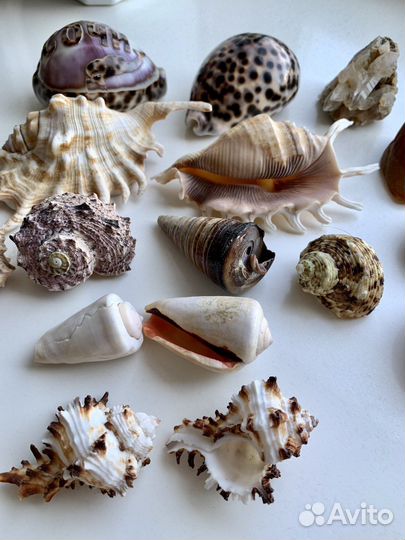 Ракушка морская