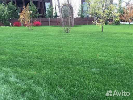 Рулонный газон, укладка, продажа