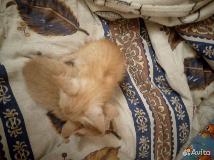 Кошки в добрые руки бесплатно