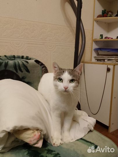 Кошки в добрые руки