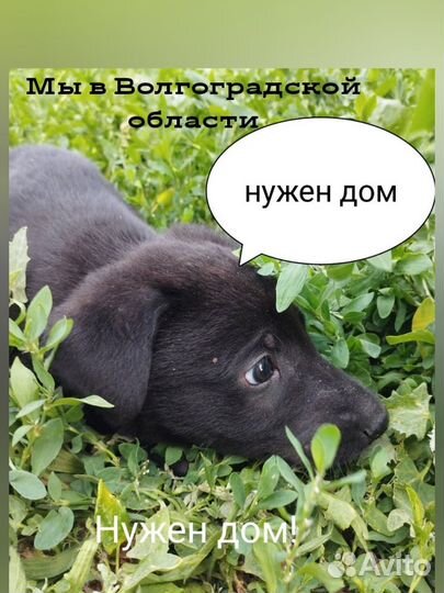 Ищу Человека
