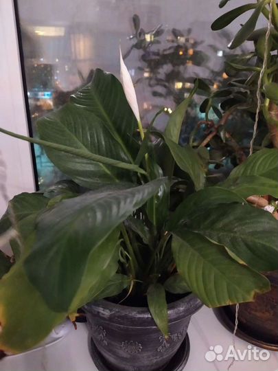 Спатифиллум женское счастье