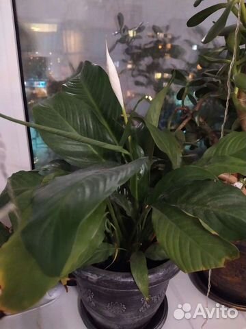 Спатифиллум женское счастье